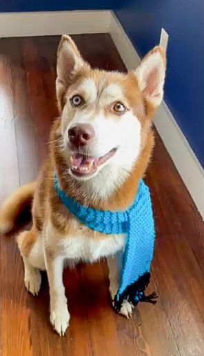 Ginger, a Adopted Husky in Kerrville, TX image 1/2