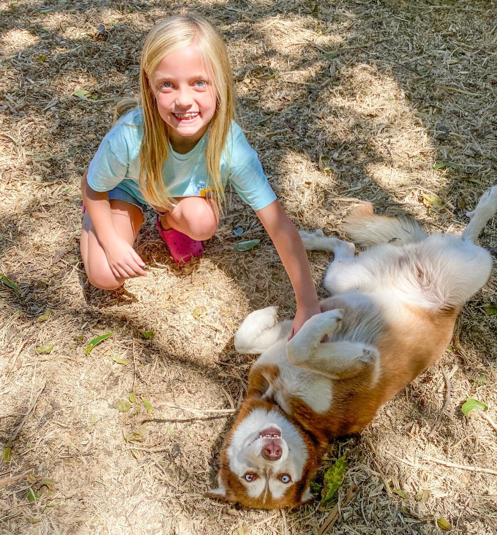 Ginger, a Adopted Husky in Kerrville, TX image 2/2