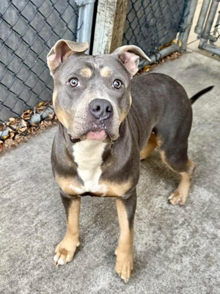 Enlarge Edy, a ADOPTABLE Pit Bull Terrier in Chicago, IL image 1/4