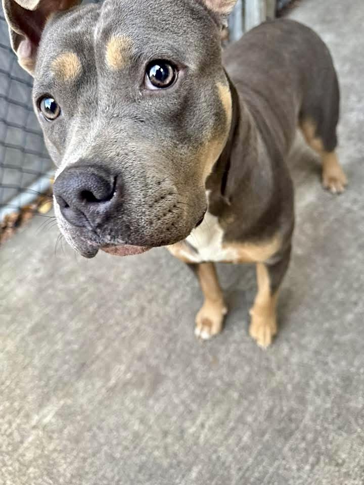 Enlarge Edy, a ADOPTABLE Pit Bull Terrier in Chicago, IL image 2/4