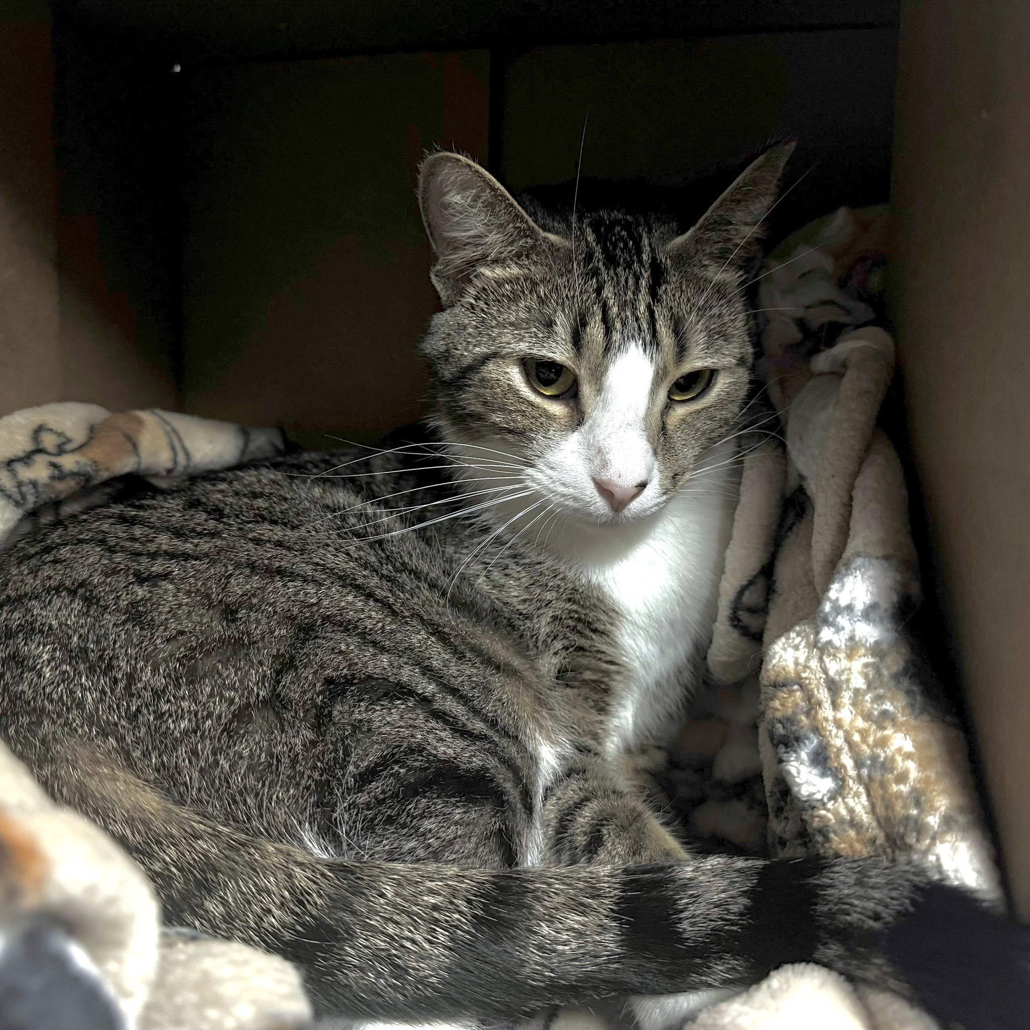 Socks, Adoptable, Adult Male Domestic Short Hair.