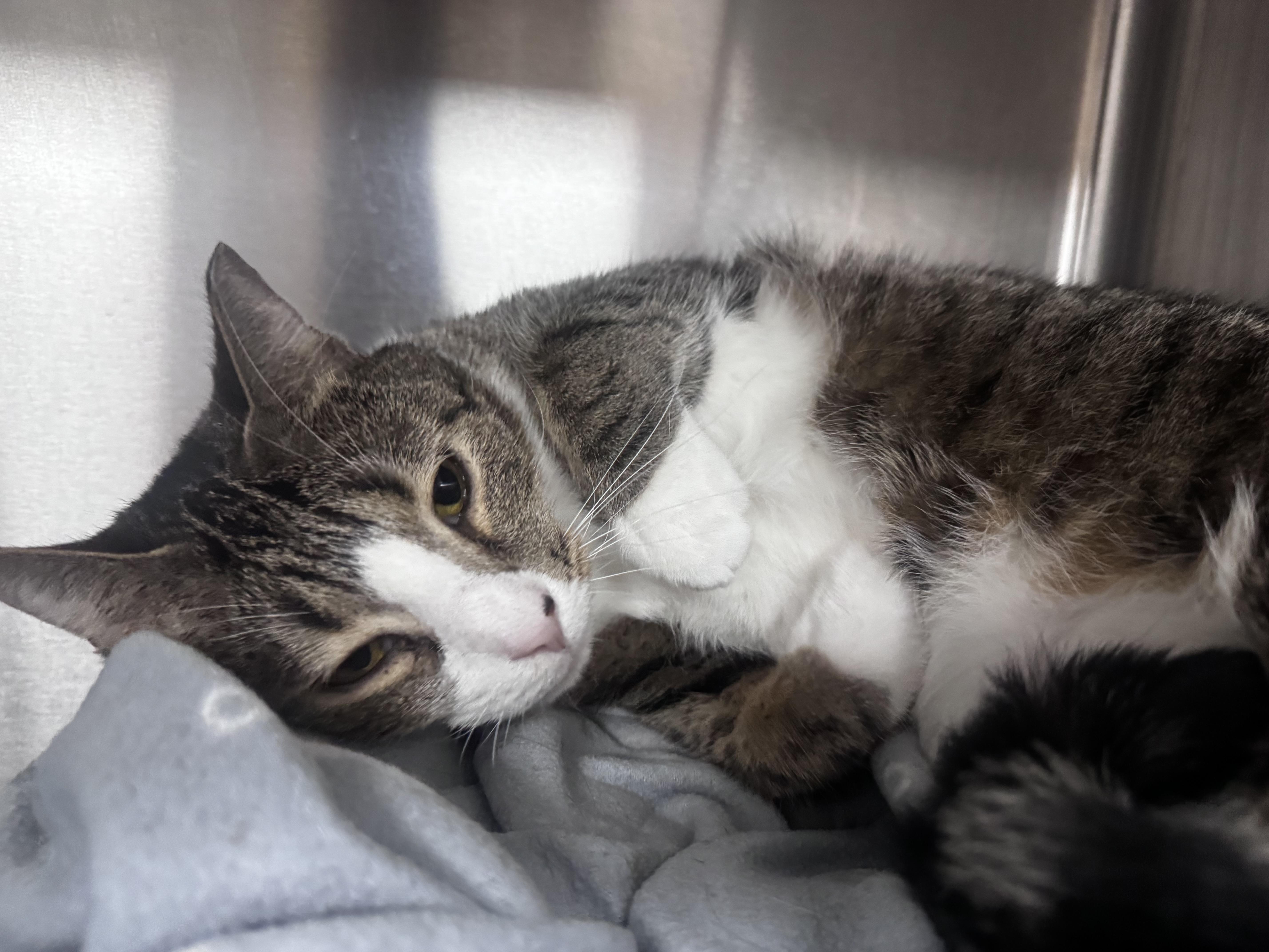 Socks, a Adoptable Domestic Short Hair in Pottsville, PA image 4/5