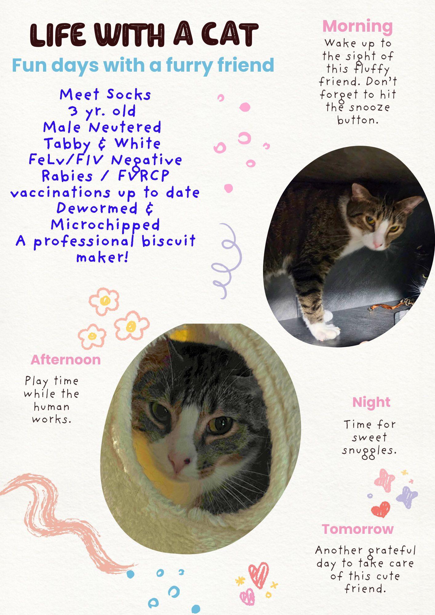 Enlarge Socks, a Adoptable Domestic Short Hair in Pottsville, PA image 2/3