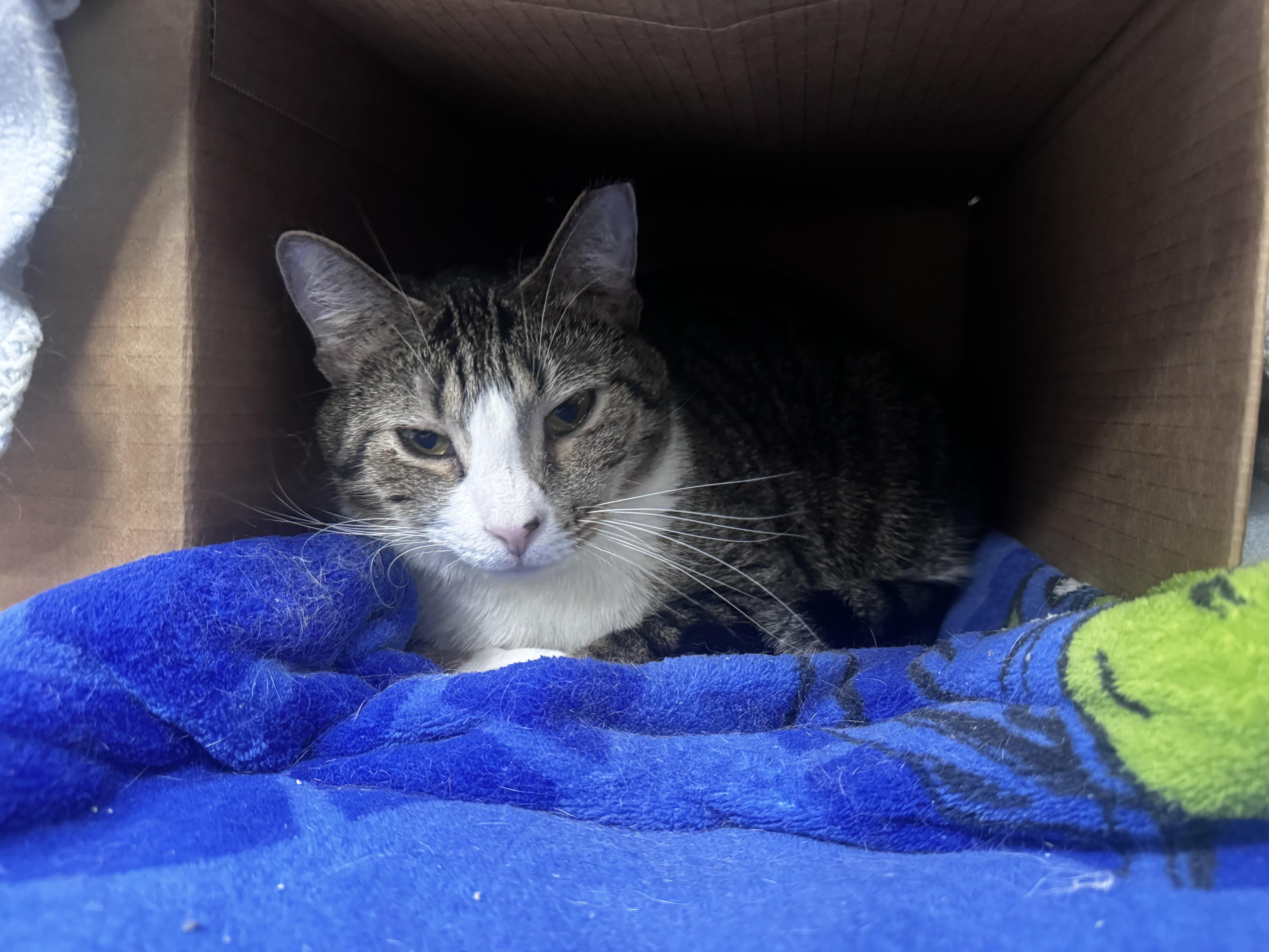 Socks, a Adoptable Domestic Short Hair in Pottsville, PA image 3/5