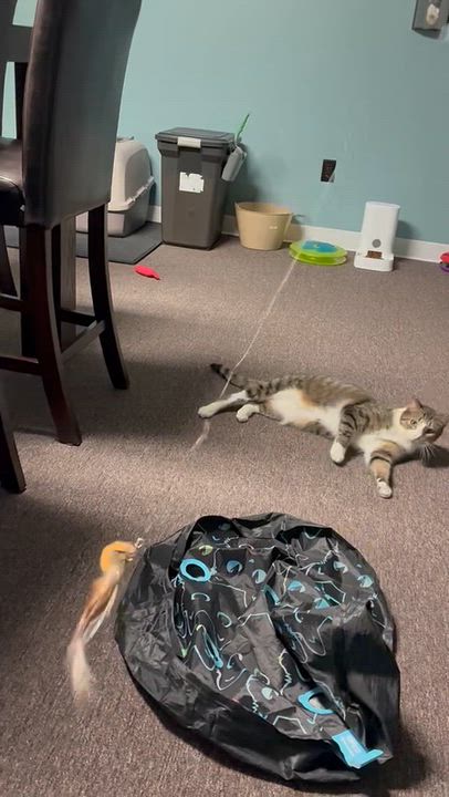 Enlarge Socks, a Adoptable Domestic Short Hair in Pottsville, PA video 5/5