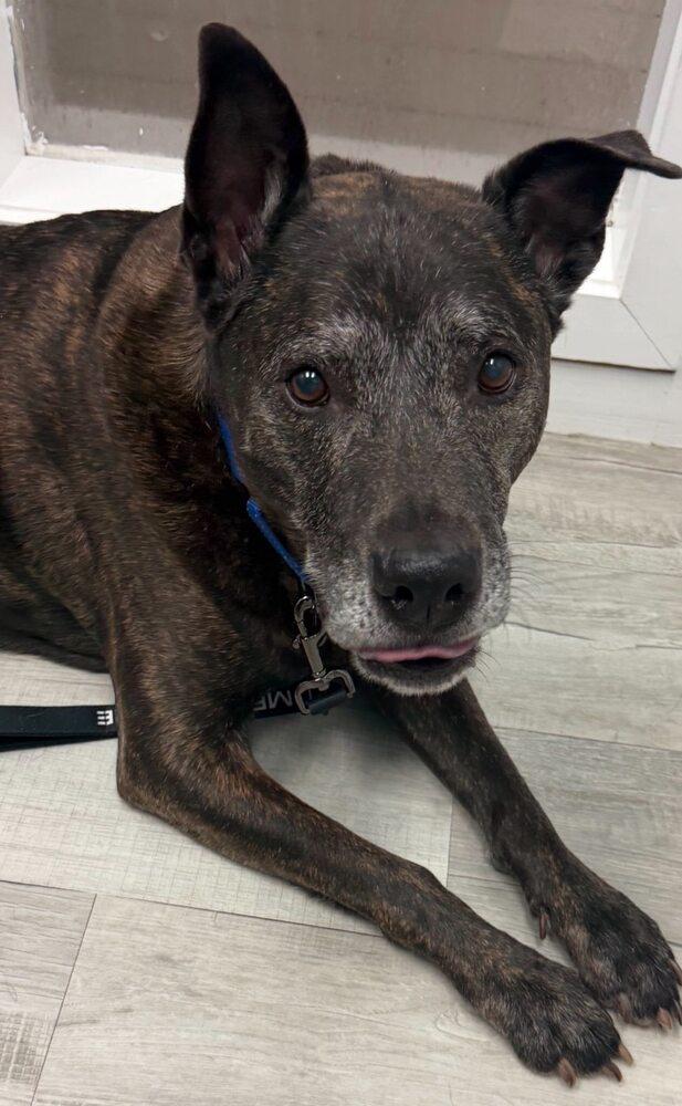 Murphy, Adoptable, Senior Male Terrier & Mixed Breed.