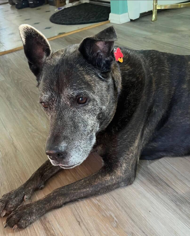 Enlarge Murphy, a Adoptable mixed breed in Huntington, NY image 2/2