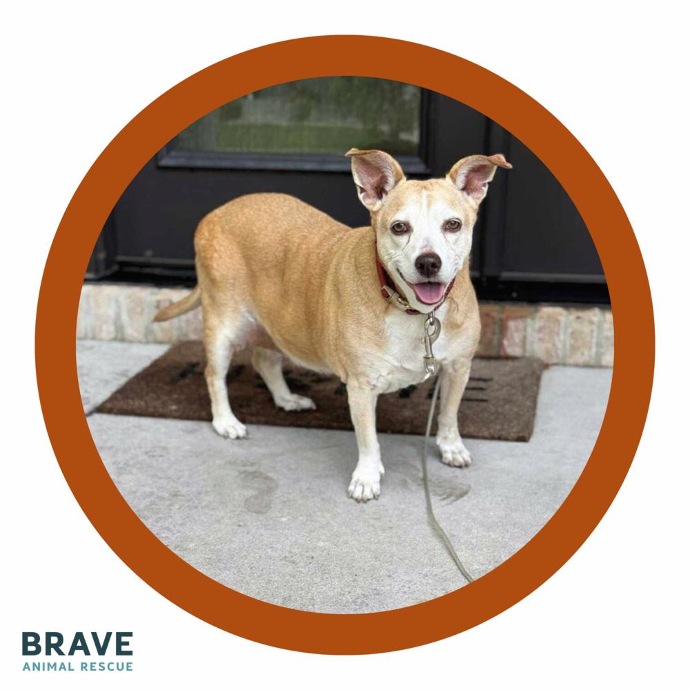 Potato, Adoptable, Senior Female Mixed Breed.