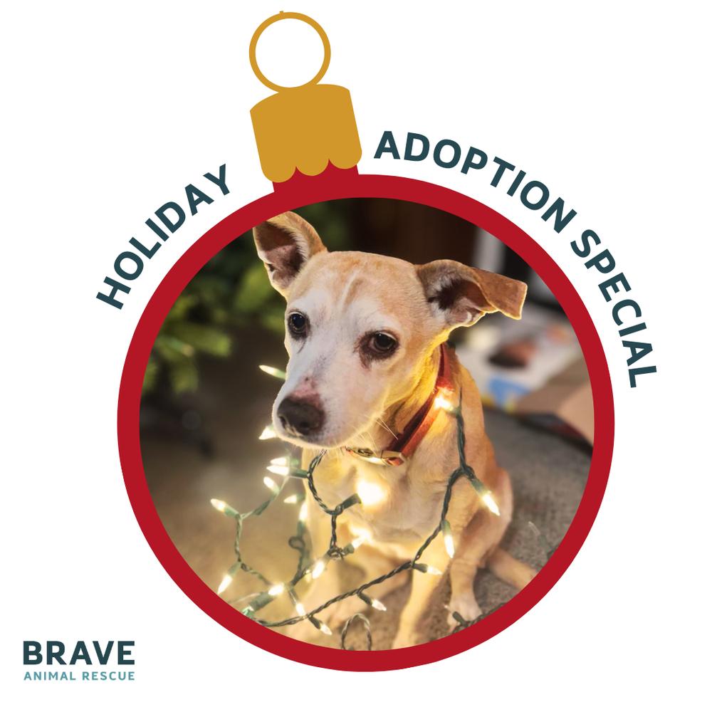 Potato, a Adoptable mixed breed in Lincoln, NE image 2/6