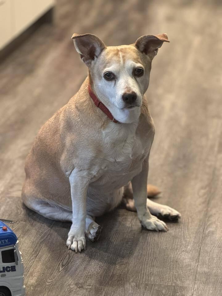 Potato, a Adoptable mixed breed in Lincoln, NE image 3/6