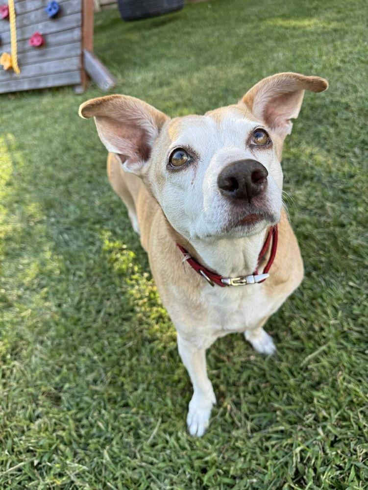 Potato, a Adoptable mixed breed in Lincoln, NE image 4/6