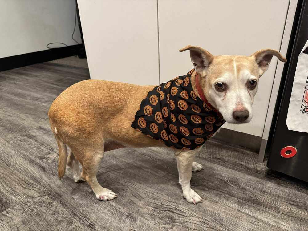 Potato, a Adoptable mixed breed in Lincoln, NE image 5/6