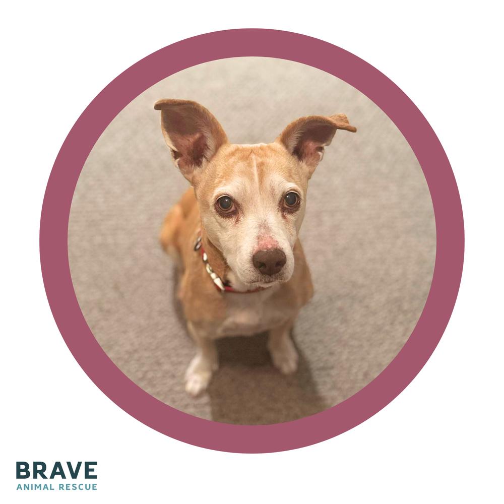 Potato, a Adoptable mixed breed in Lincoln, NE image 6/6