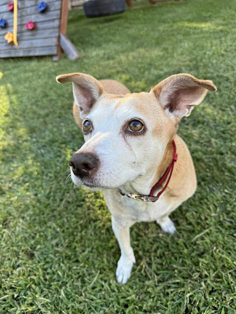 Potato, a Adoptable mixed breed in Lincoln, NE image 5/6
