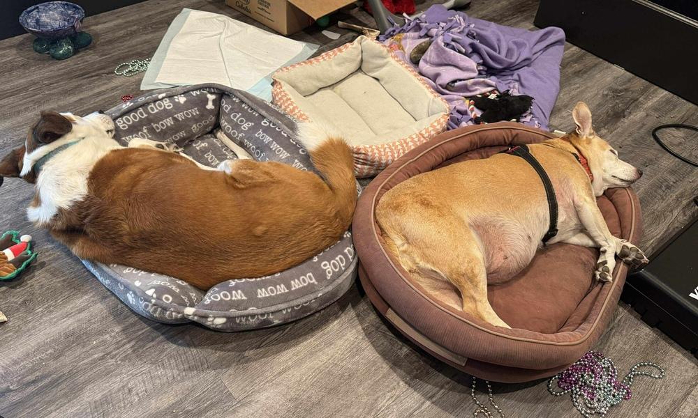 Potato, a Adoptable mixed breed in Lincoln, NE image 6/6