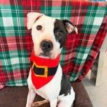 Volo, Adoptable, Adult Male Mixed Breed.