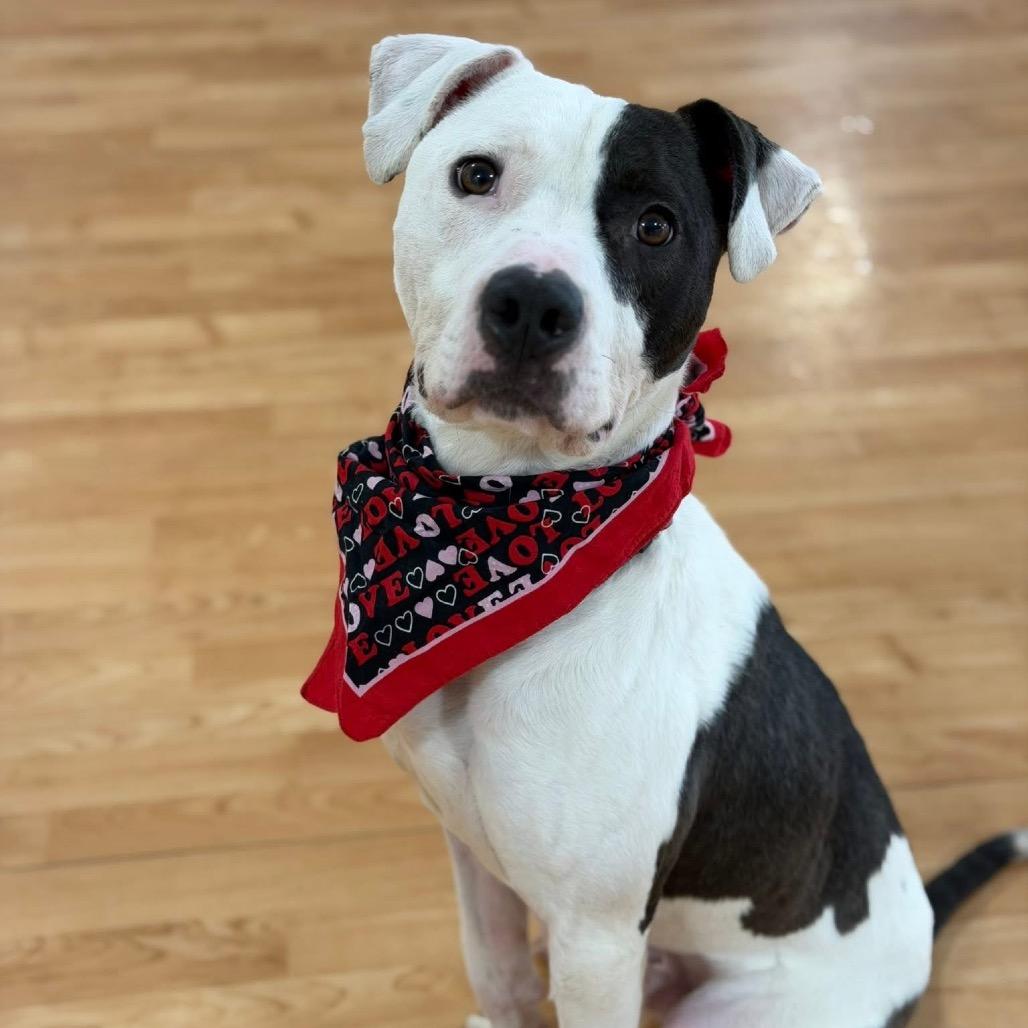 Volo, Adoptable, Adult Male Mixed Breed.