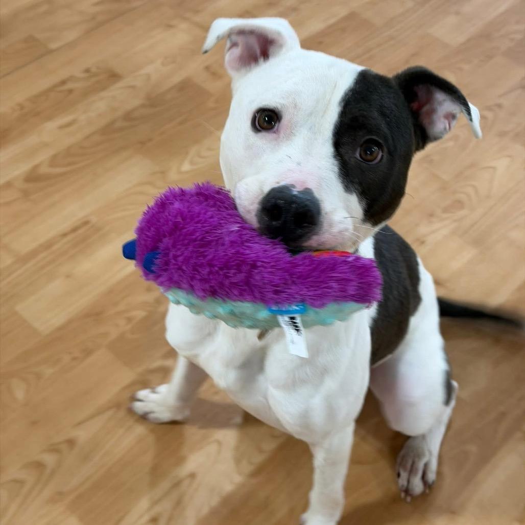 Enlarge Volo, a Adoptable Mixed Breed in DeKalb, IL image 3/5