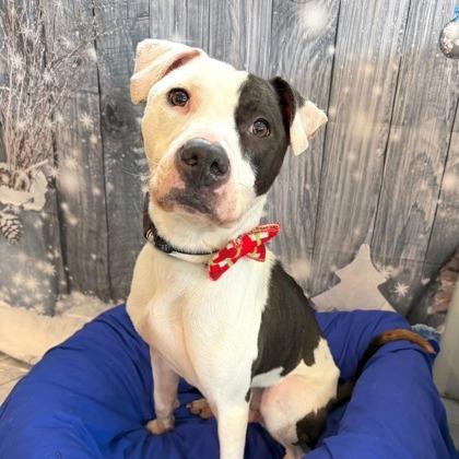 Enlarge Volo, a Adoptable Mixed Breed in DeKalb, IL image 2/2