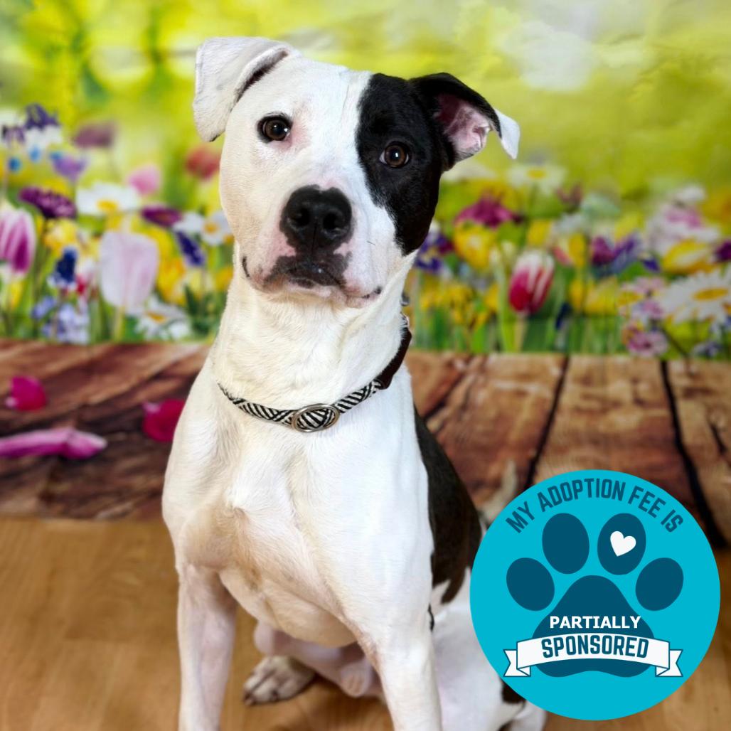 Enlarge Volo, a Adoptable Mixed Breed in DeKalb, IL image 3/6