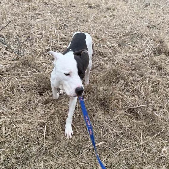 Enlarge Volo, a Adoptable Mixed Breed in DeKalb, IL image 4/6