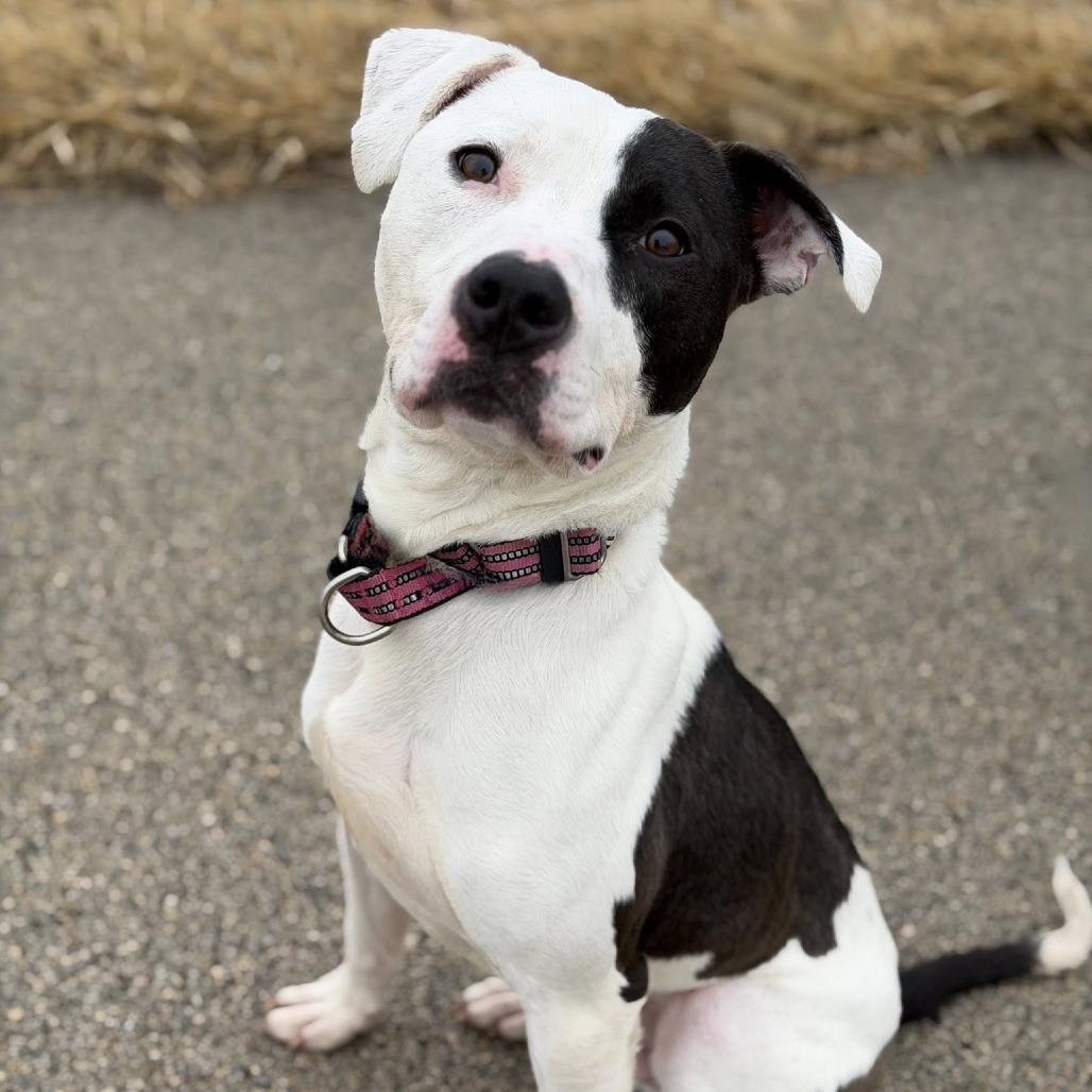 Enlarge Volo, a Adoptable Mixed Breed in DeKalb, IL image 5/6