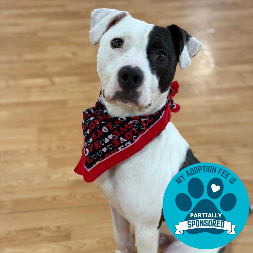 Enlarge Volo, a Adoptable Mixed Breed in DeKalb, IL image 5/5