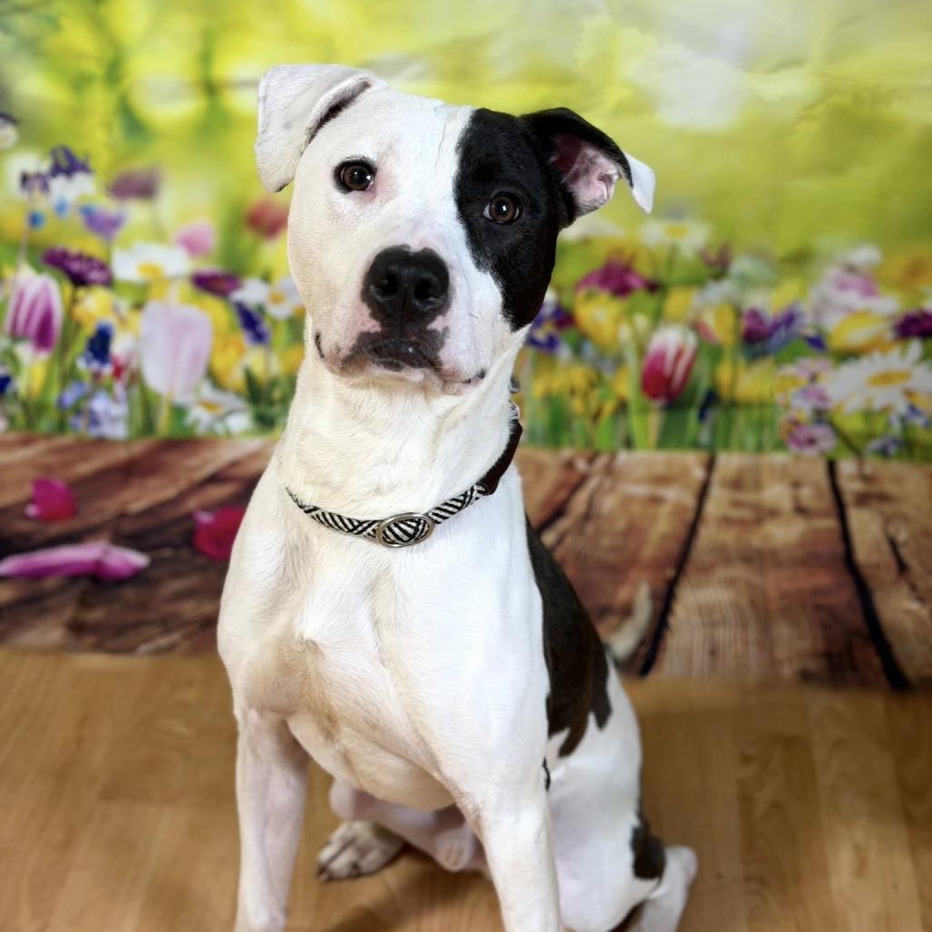 Enlarge Volo, a Adoptable Mixed Breed in DeKalb, IL image 6/6