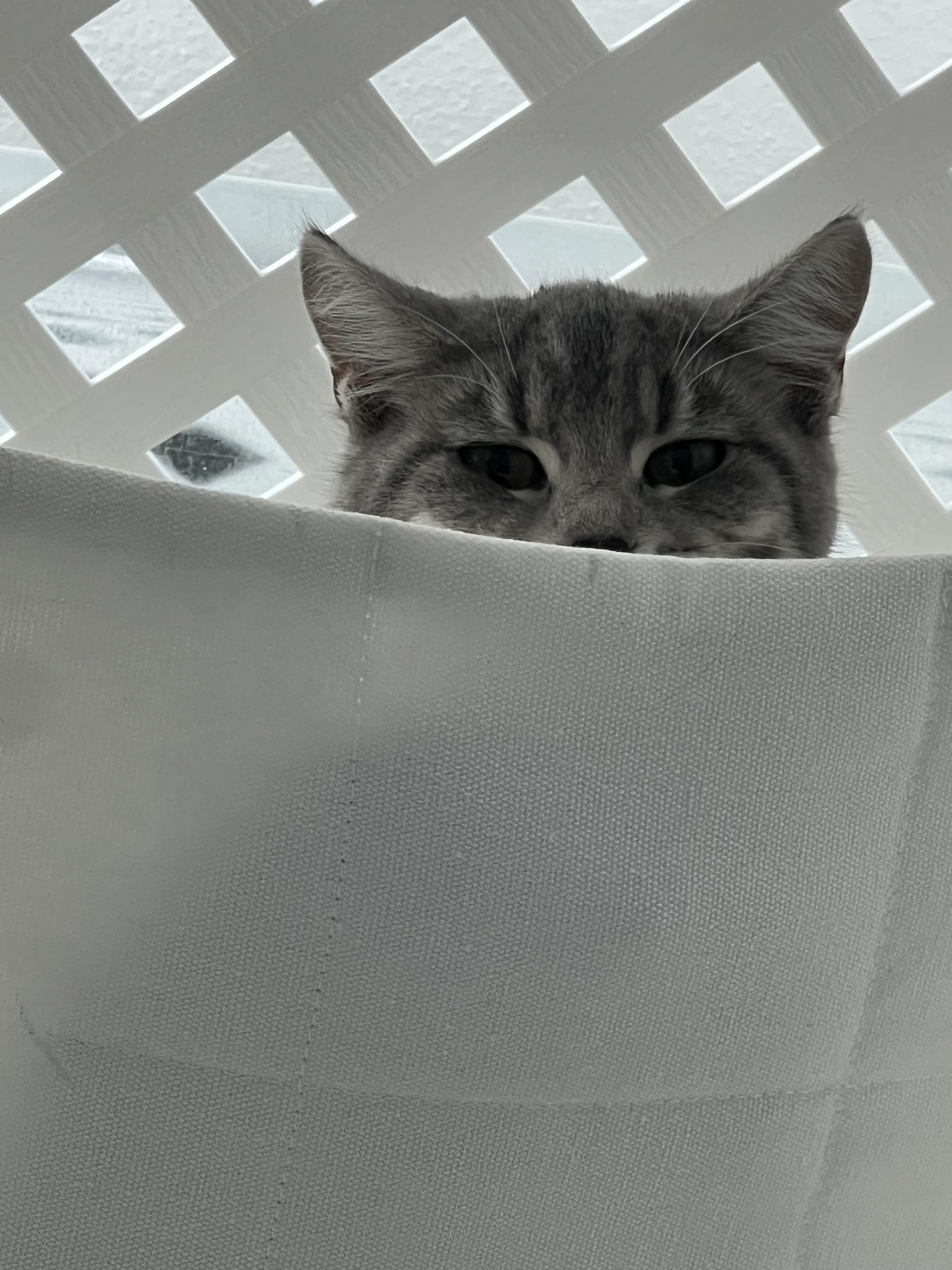 Clara, a Adoptable Domestic Short Hair in St. Louis, MO image 3/4