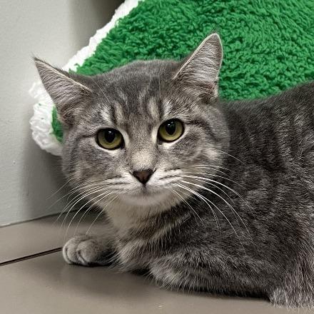 Enlarge Clara, a Adoptable Domestic Short Hair in St. Louis, MO image 2/4