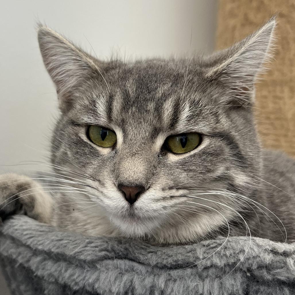 Clara, Adoptable, Young Female Domestic Short Hair.