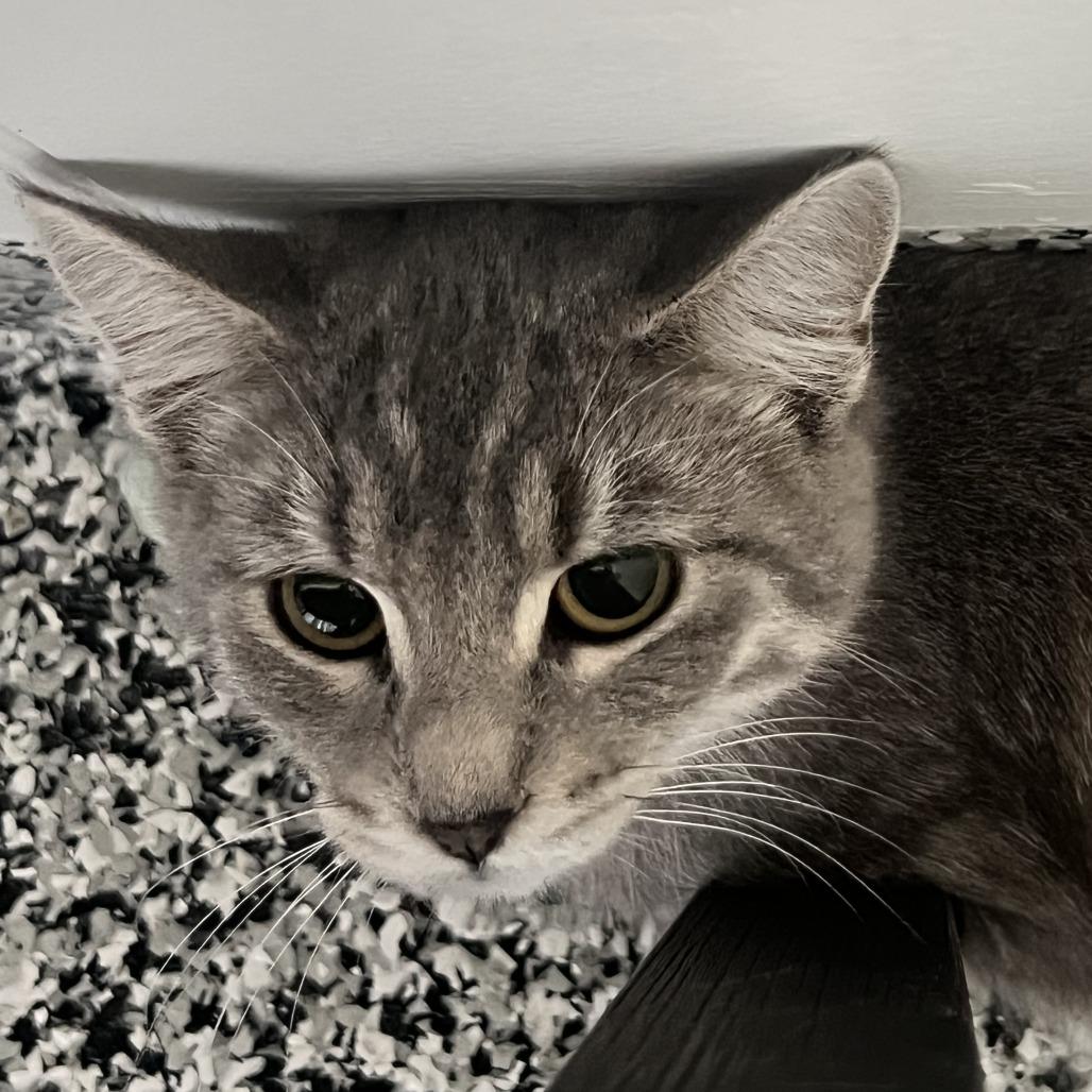 Clara, a Adoptable Domestic Short Hair in St. Louis, MO image 2/4