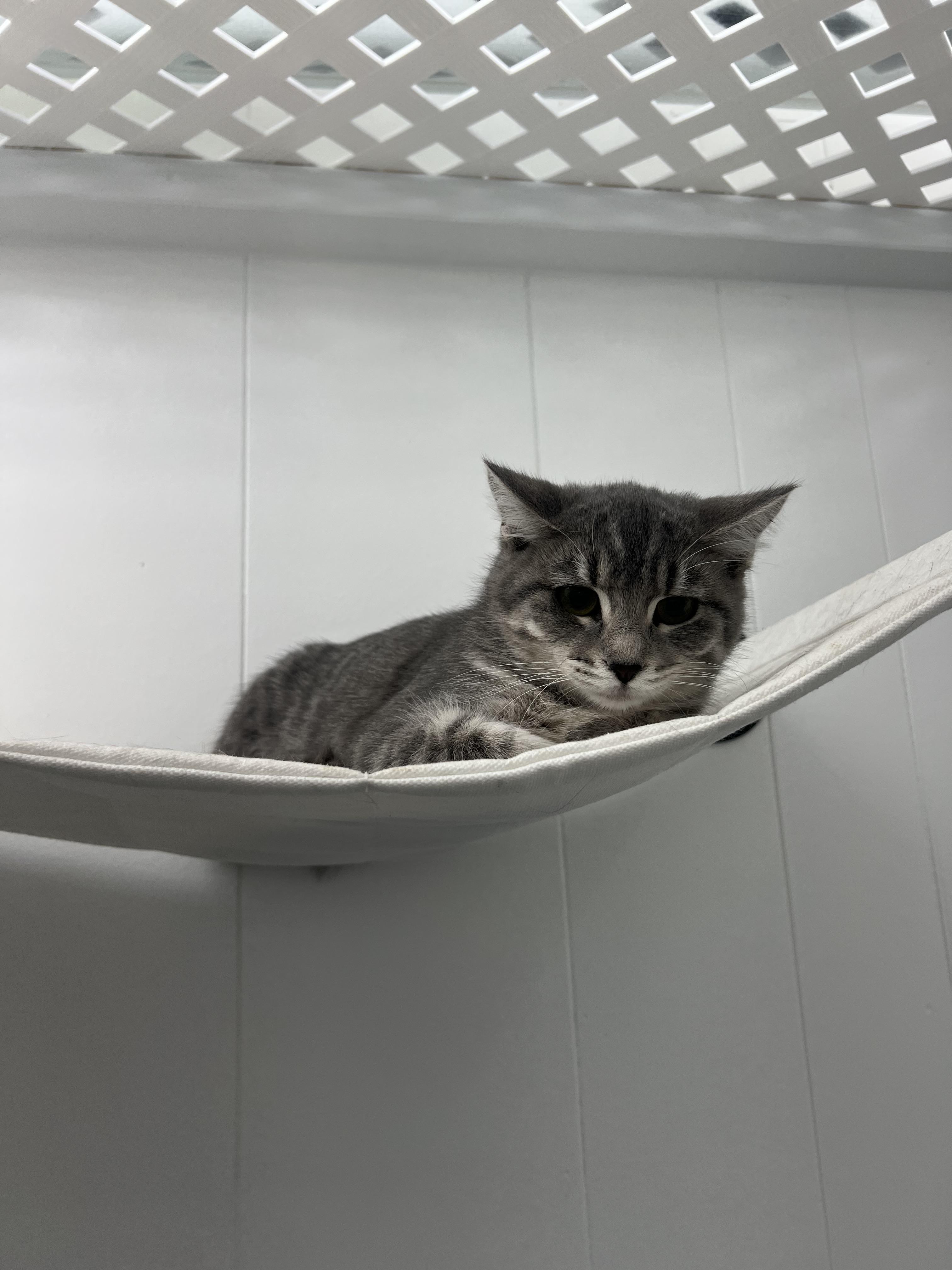 Clara, a Adoptable Domestic Short Hair in St. Louis, MO image 4/4