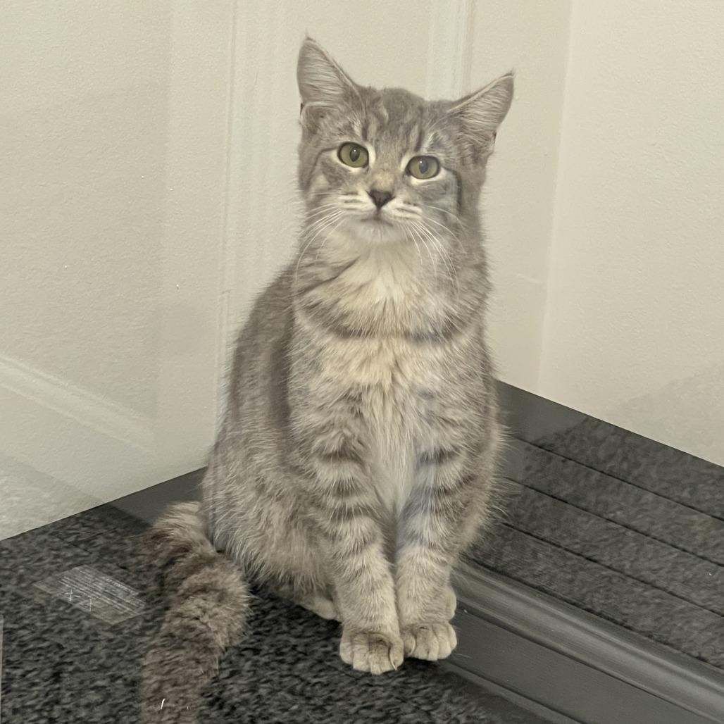 Clara, a Adoptable Domestic Short Hair in St. Louis, MO image 1/4