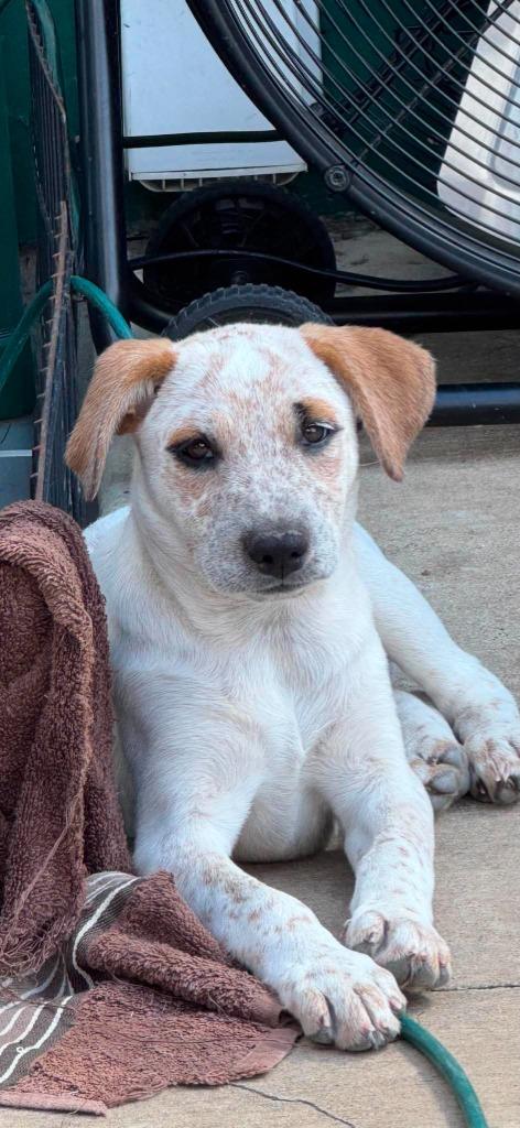 Enlarge Fergie, a Adoptable mixed breed in sun prairie, WI image 1/2