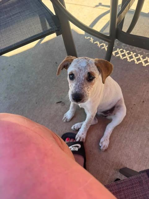 Enlarge Fergie, a Adoptable mixed breed in sun prairie, WI image 2/2