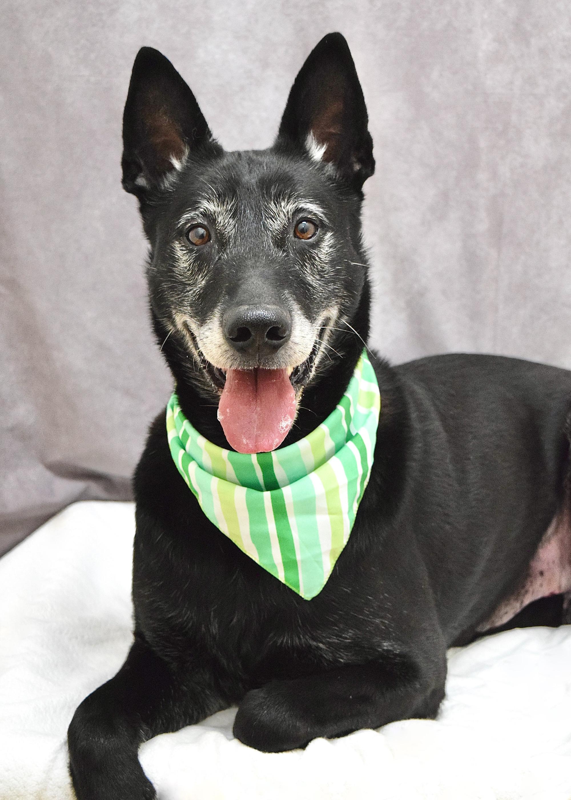 Enlarge Joey, a ADOPTABLE mixed breed in Dublin, CA image 2/6