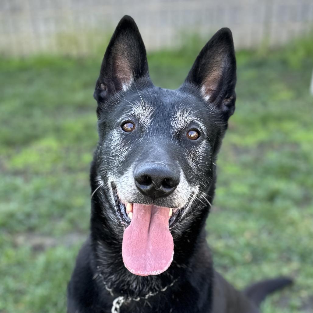 Enlarge Joey, a ADOPTABLE mixed breed in Dublin, CA image 3/6