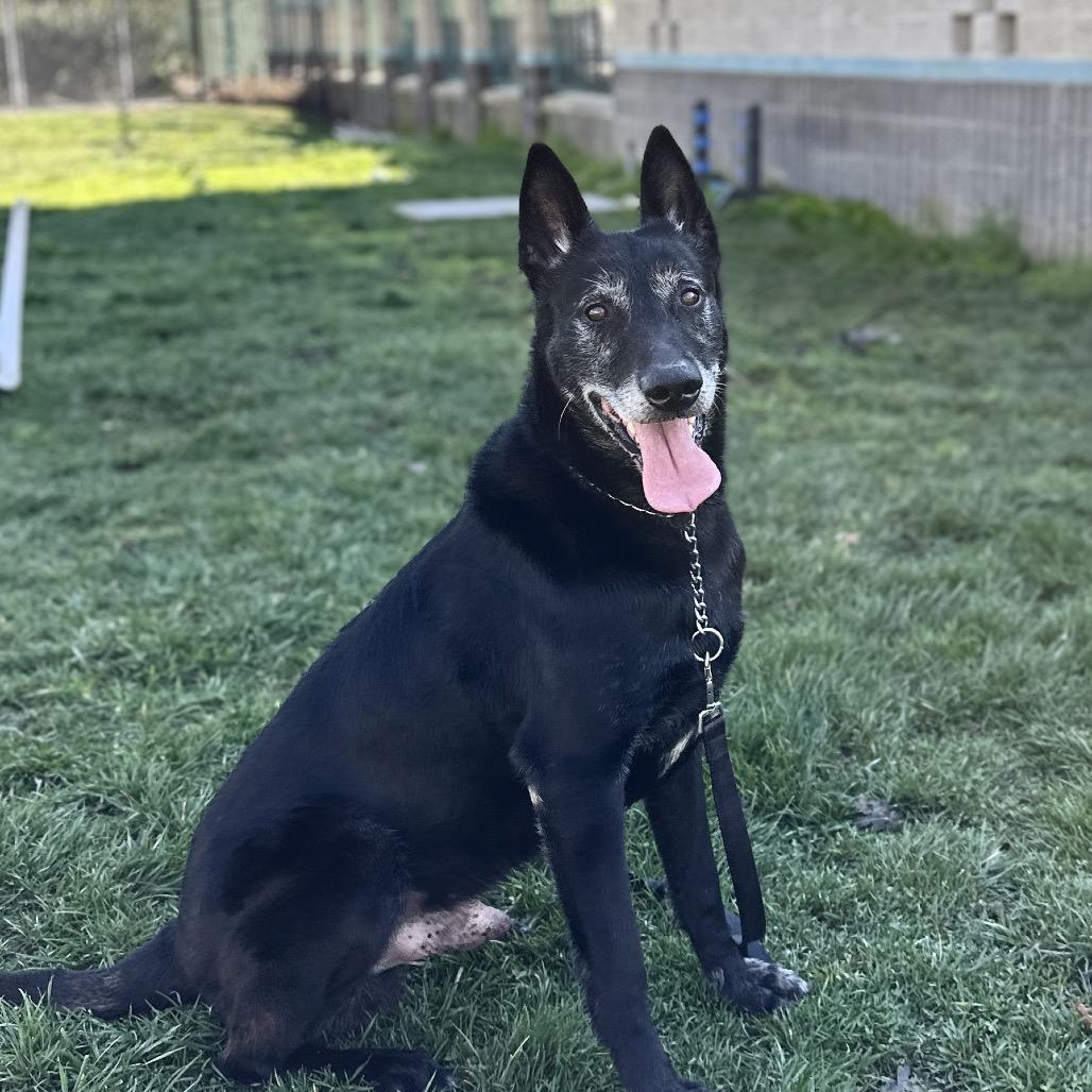 Enlarge Joey, a ADOPTABLE mixed breed in Dublin, CA image 4/6