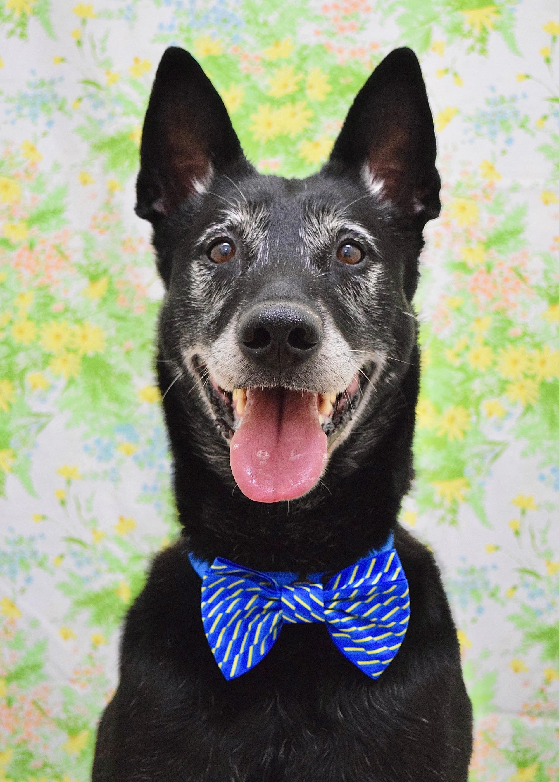 Joey, ADOPTABLE, Senior Male German Shepherd Dog & Labrador Retriever.