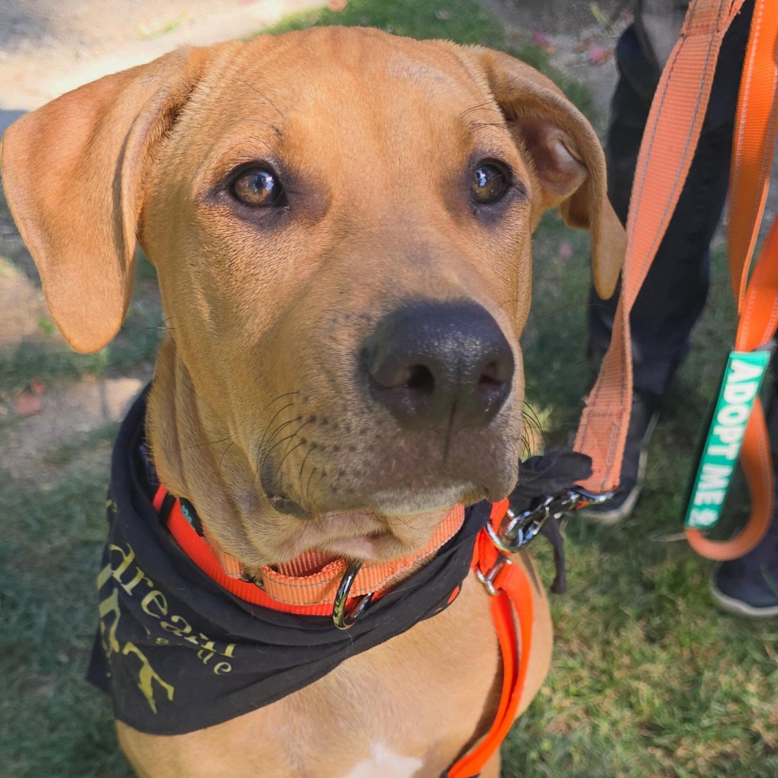 Cooper, Adoptable, Young Male Pit Bull Terrier.