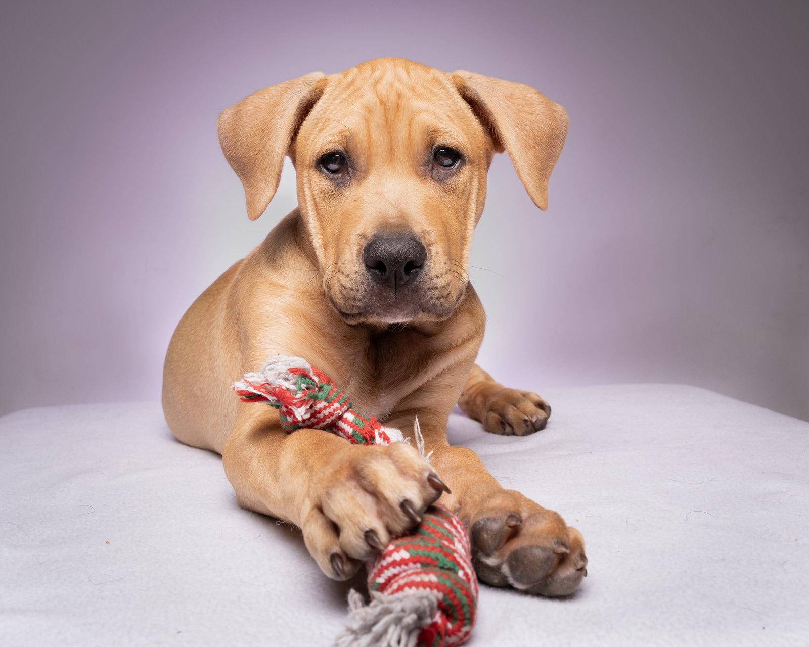 Cooper, Adoptable, Young Male Pit Bull Terrier.