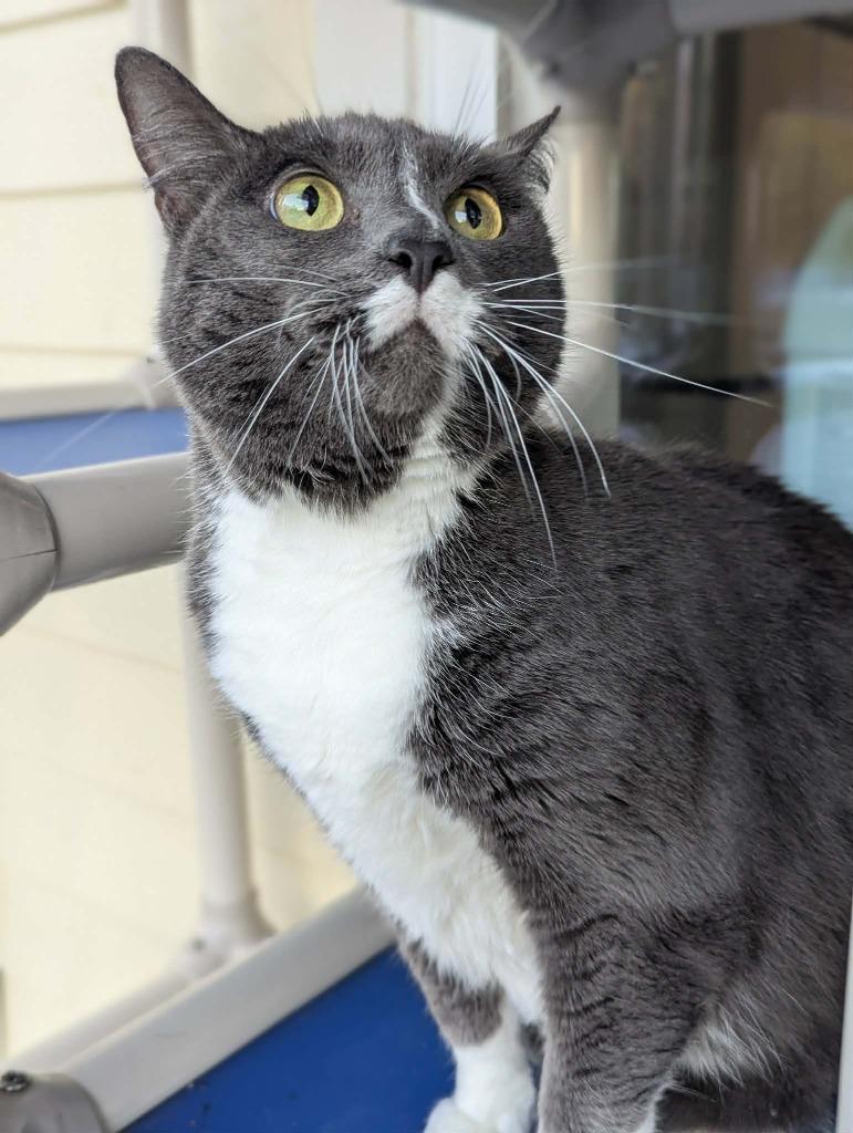 Maya, Adoptable, Adult Female Domestic Short Hair.