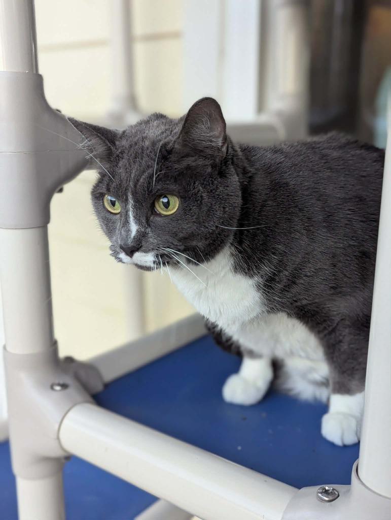 Enlarge Maya, a Adoptable mixed breed in Kingsland, GA image 2/3