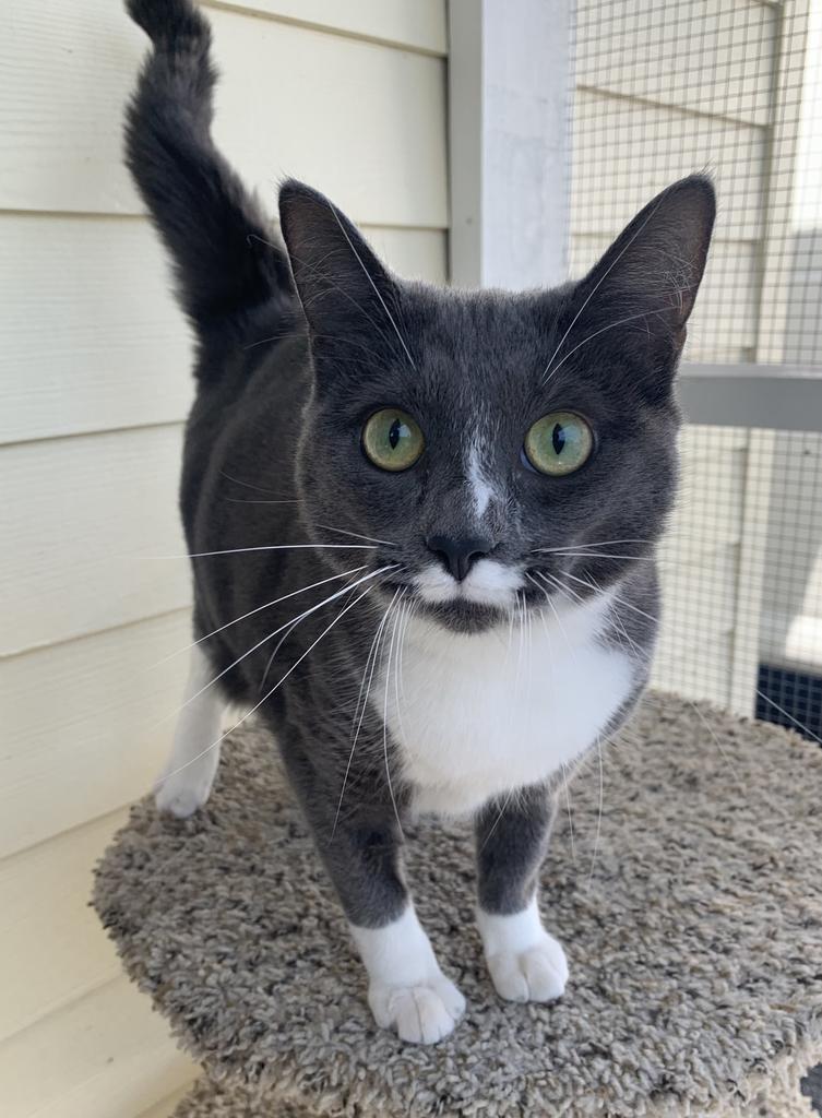 Enlarge Maya, a Adoptable mixed breed in Kingsland, GA image 3/3