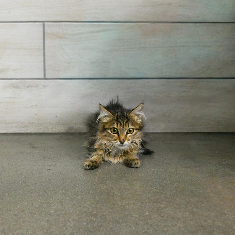 Jamie Fraser, Adoptable, Kitten Male Domestic Medium Hair.