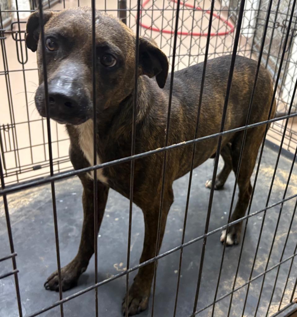 Uranus, Adoptable, Adult Male Feist.