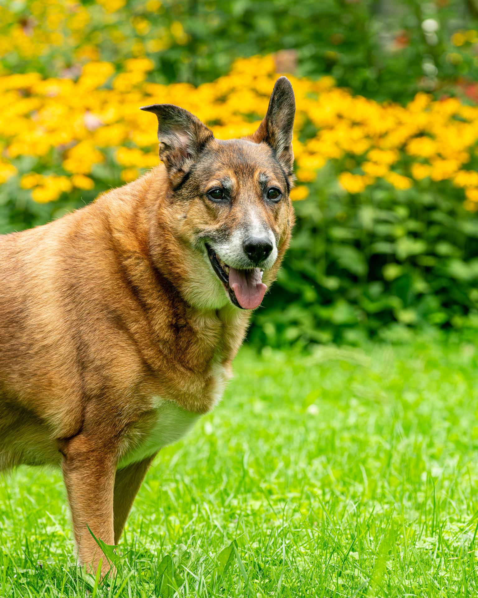 Bandit, an adoptable German Shepherd Dog in Hawkestone, ON, L0L 1T0 | Photo Image 4
