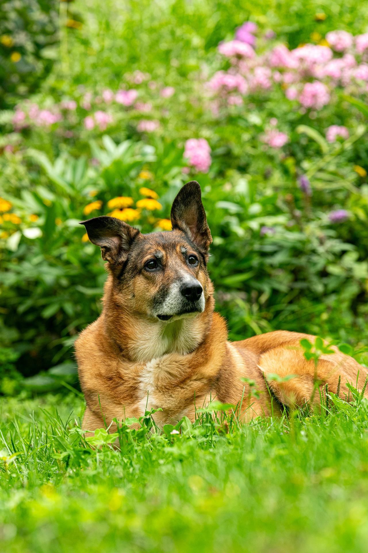 Bandit, an adoptable German Shepherd Dog in Hawkestone, ON, L0L 1T0 | Photo Image 2