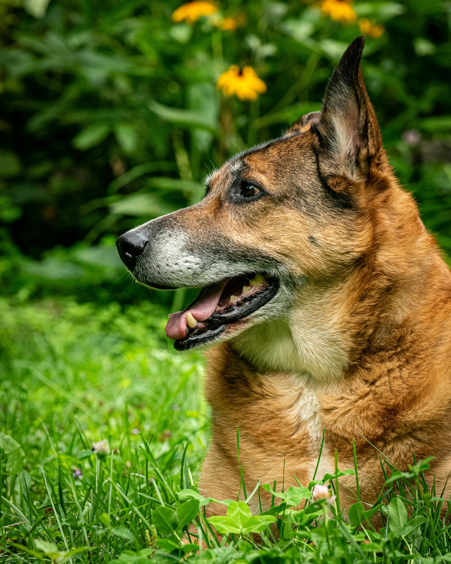 Bandit, an adoptable German Shepherd Dog in Hawkestone, ON, L0L 1T0 | Photo Image 5